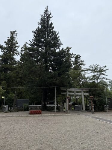 大木