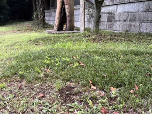 手入れされた先代御神木周辺