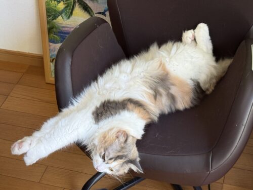 手を伸ばす猫
