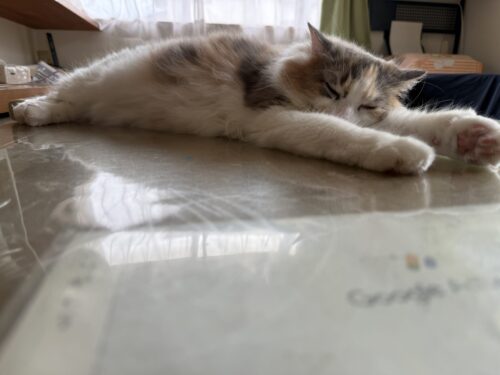 うっすら目を開ける猫