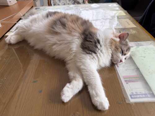 テーブルでお昼寝する猫
