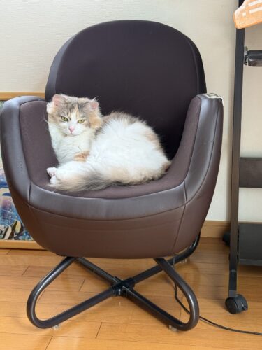 マッサージチェアで寛ぐ猫