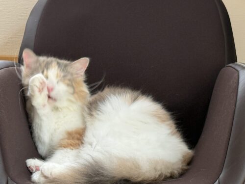 手を舐める猫