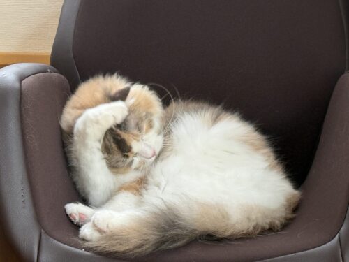 1歳9か月になったモカちゃん