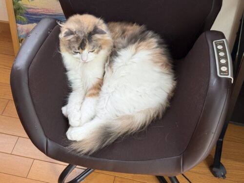 器用な体勢の猫