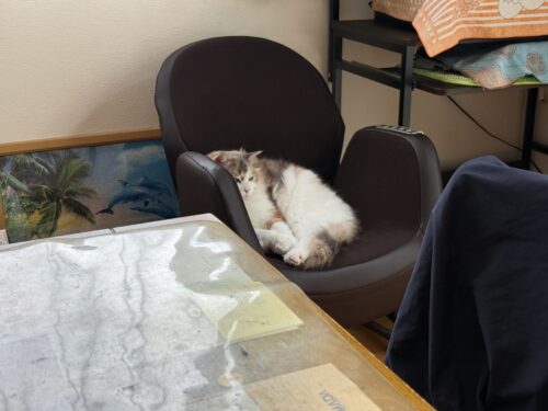 のんびり過ごす猫
