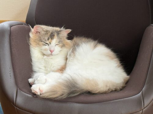 うとうとする猫