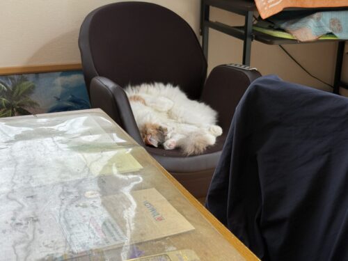 丸まって寝る猫