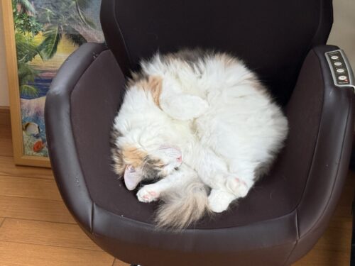 不思議なポーズで寝る猫