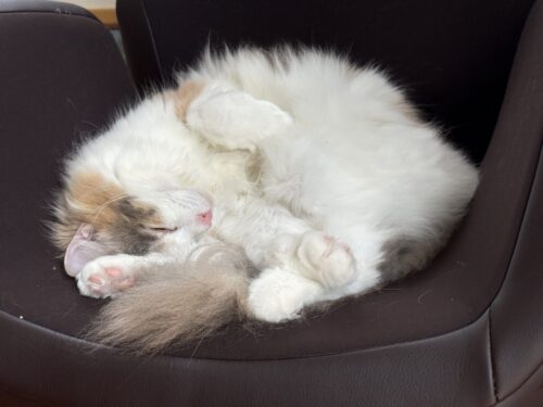 寝返りをうつ猫