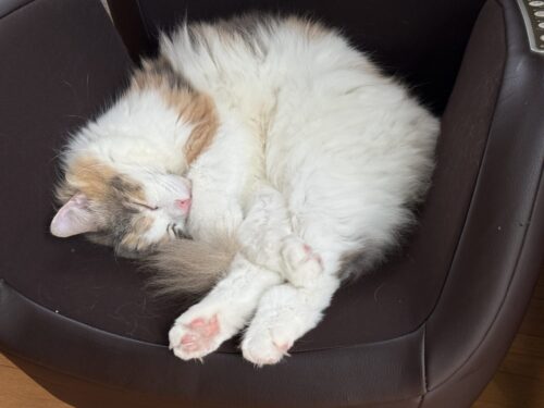 腕を抱えて寝る猫