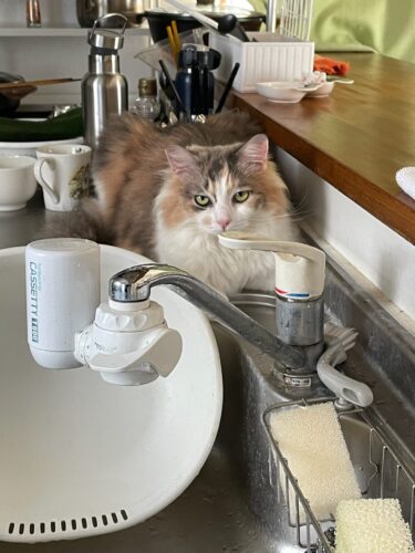 流し台で休む猫