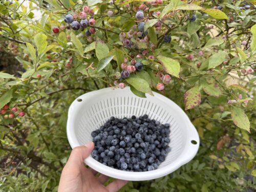 庭で育ったブルーベリー
