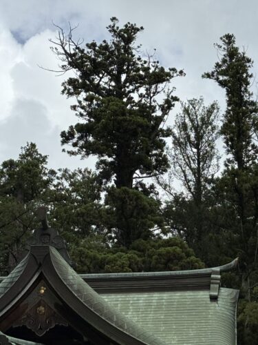 御神木の全景