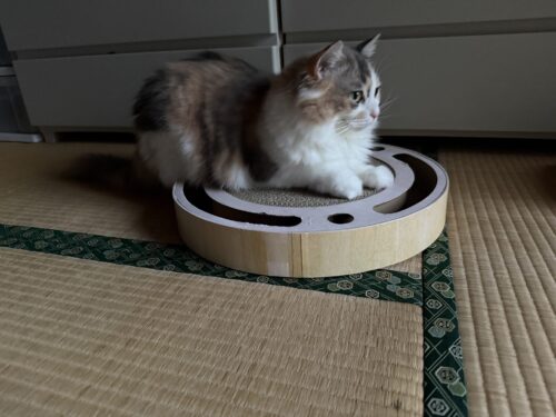 バリバリパッドコロコロボールに乗るモカちゃん