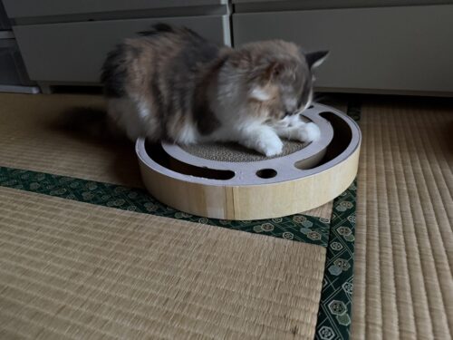 爪とぎをするモカちゃん