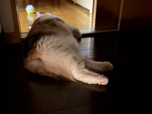 暗い部屋で横になるモカちゃん