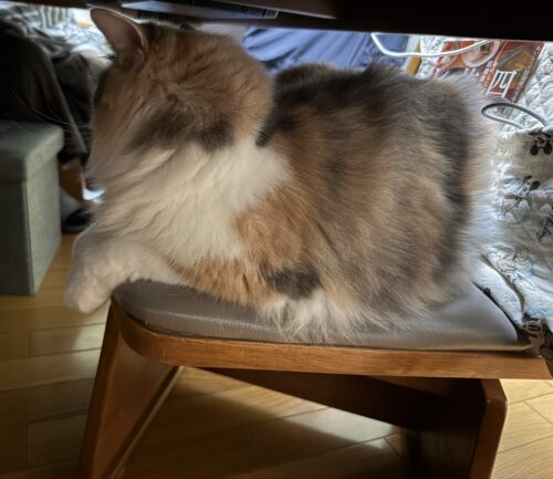 テーブルの下にいるモカちゃん