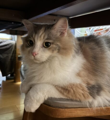 じっと見つめ返すモカちゃん