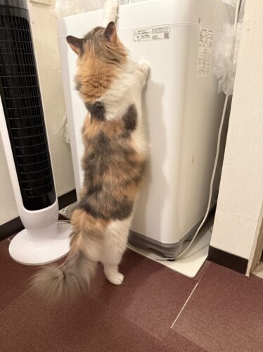 背伸びして立ち上がるモカちゃん