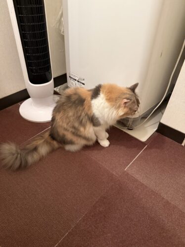 洗濯機を気にするモカちゃん