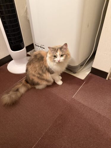 洗面台についてきたモカちゃん