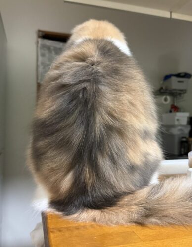 1歳10か月を迎えたサイベリアンのモカちゃん