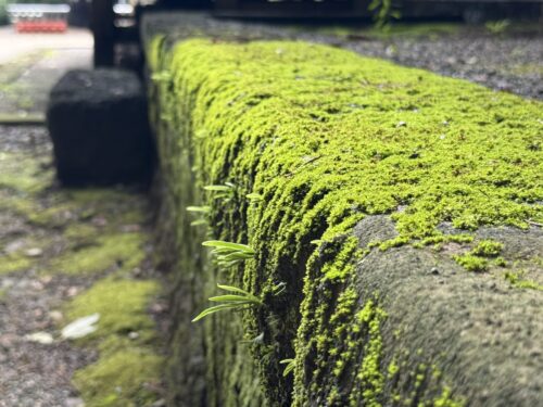 安房神社本殿横のコケ