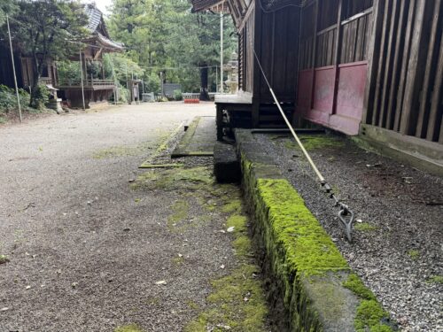 安房神社本殿横の石段に生える苔