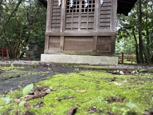 安房神社の水神社前に生える苔