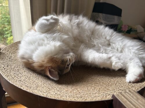 すやすや眠るモカちゃん