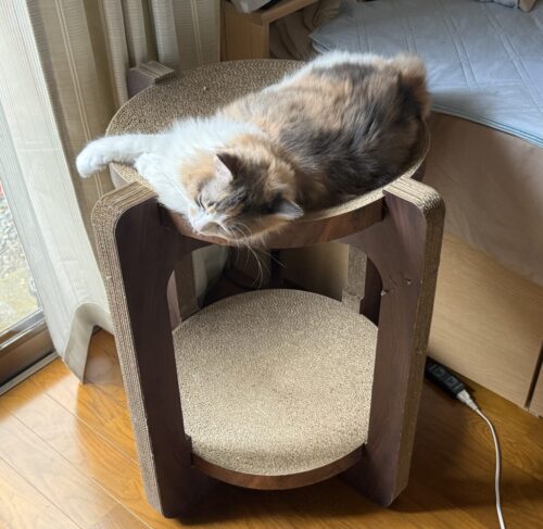バリバリボウルタワーで過ごすモカちゃん