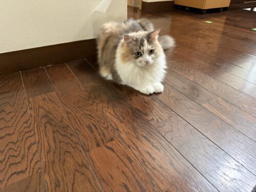 廊下で待つモカちゃん