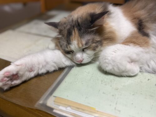 開運招き猫サイベリアンのモカちゃん