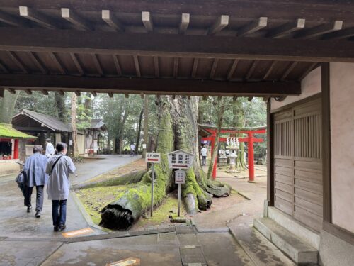 本殿横の大きな御神木