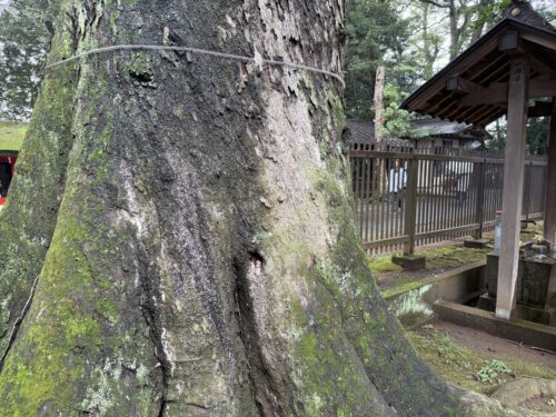 幹の小さな穴
