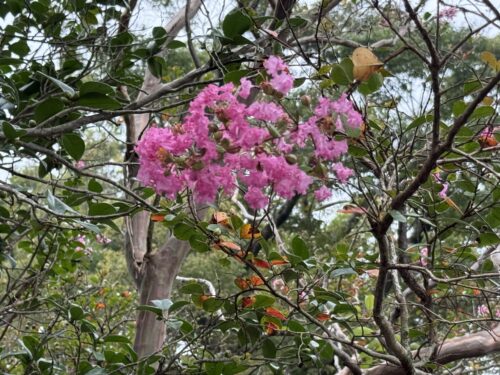 可愛らしく咲く境内の花