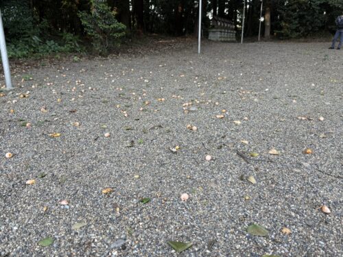 地面に落ちている銀杏