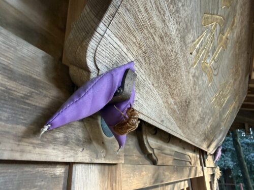 水神社の額についたセミの抜け殻