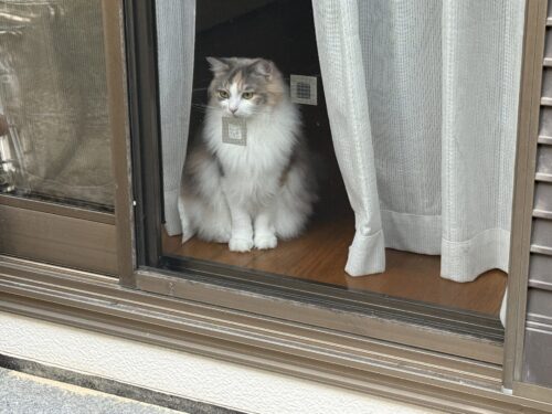 隣の部屋にやってきたモカちゃん