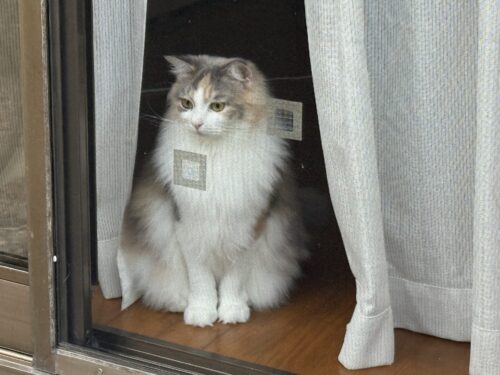 前足を揃えて立つモカちゃん