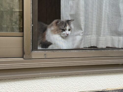 家の中から外を見つめるモカちゃん