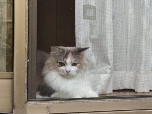 熱いまなざしを送るモカちゃん