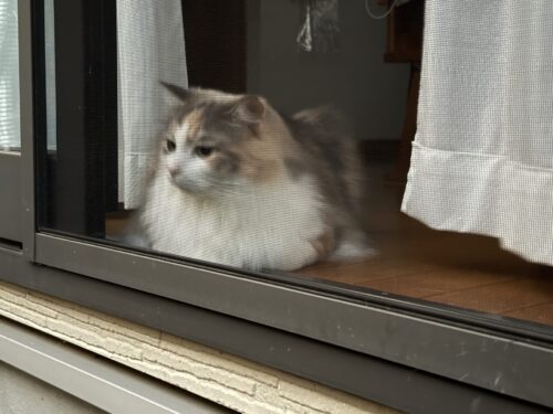 お座りしているモカちゃん