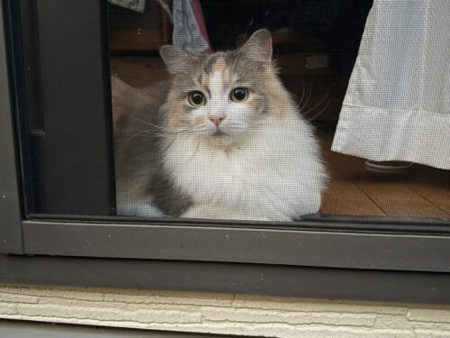 キラキラお目目のモカちゃん