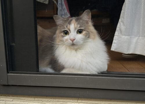 開運招き猫として癒やしてくれるモカちゃん