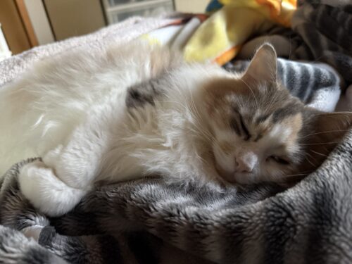 リラックスして眠るモカちゃん