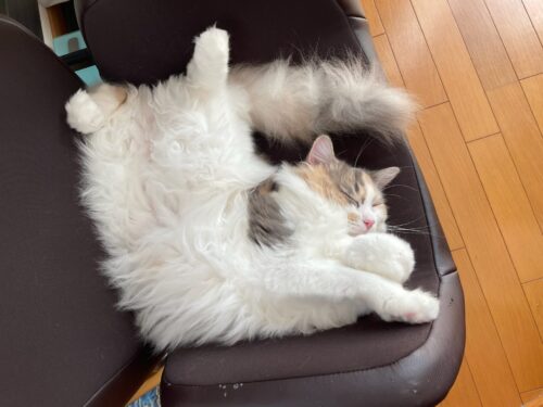 前足を動かすモカちゃん