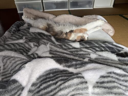 布団の上で寝ているモカちゃん